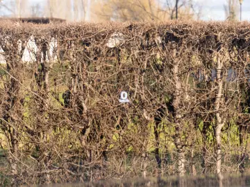 Volvo XC90 AWD D4 Inscription