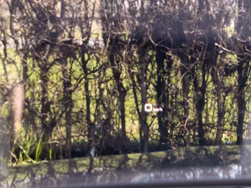 Audi S5 3.0 TFSI Quatrro S-tronic