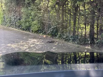 BMW X4 xDrive20i M Paket   HUD   LED   AHK   Panoram